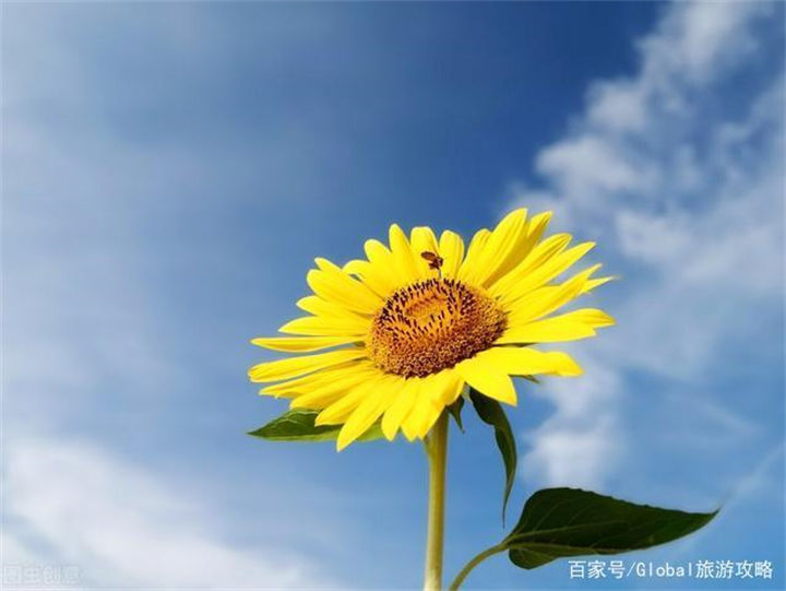 让我的柔情陪你渡红尘