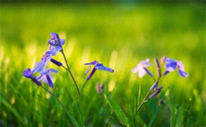 真正幸福的人不会羡慕其他人