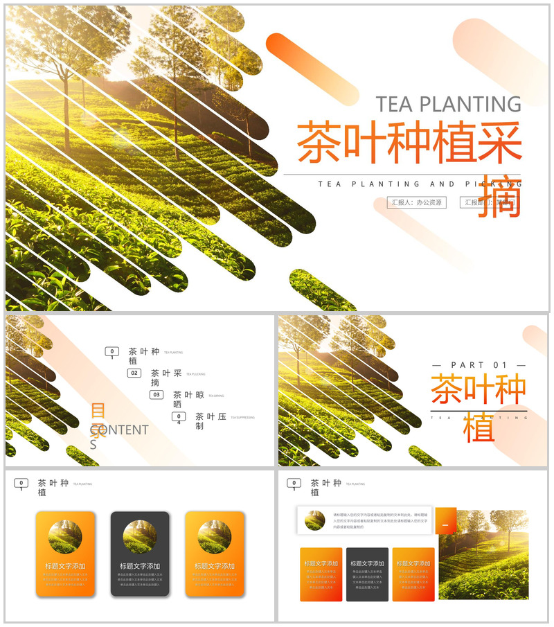 茶叶种植科学采摘流程介绍PPT模板